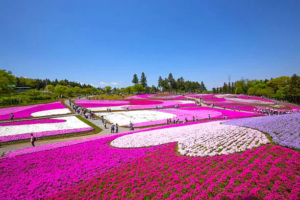 hanakotoba