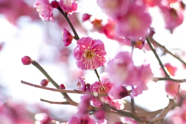 hanakotoba